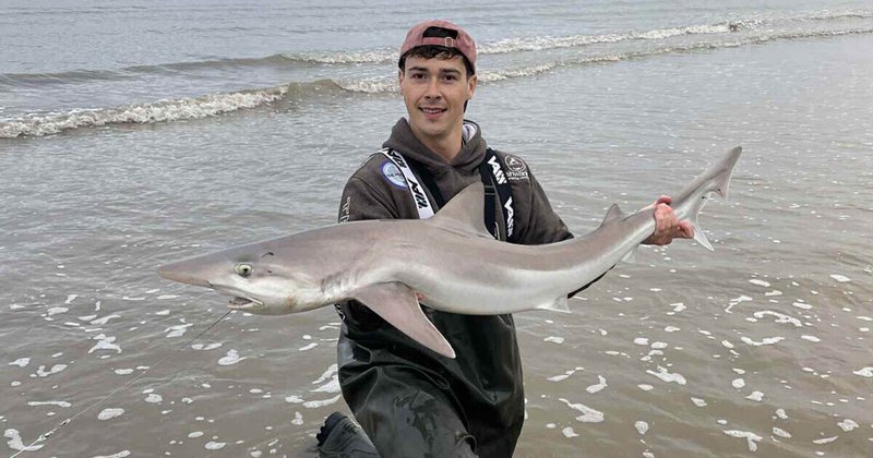 Admiralshark - Discover the Fierce World of Admiral Shark Casino in the UK